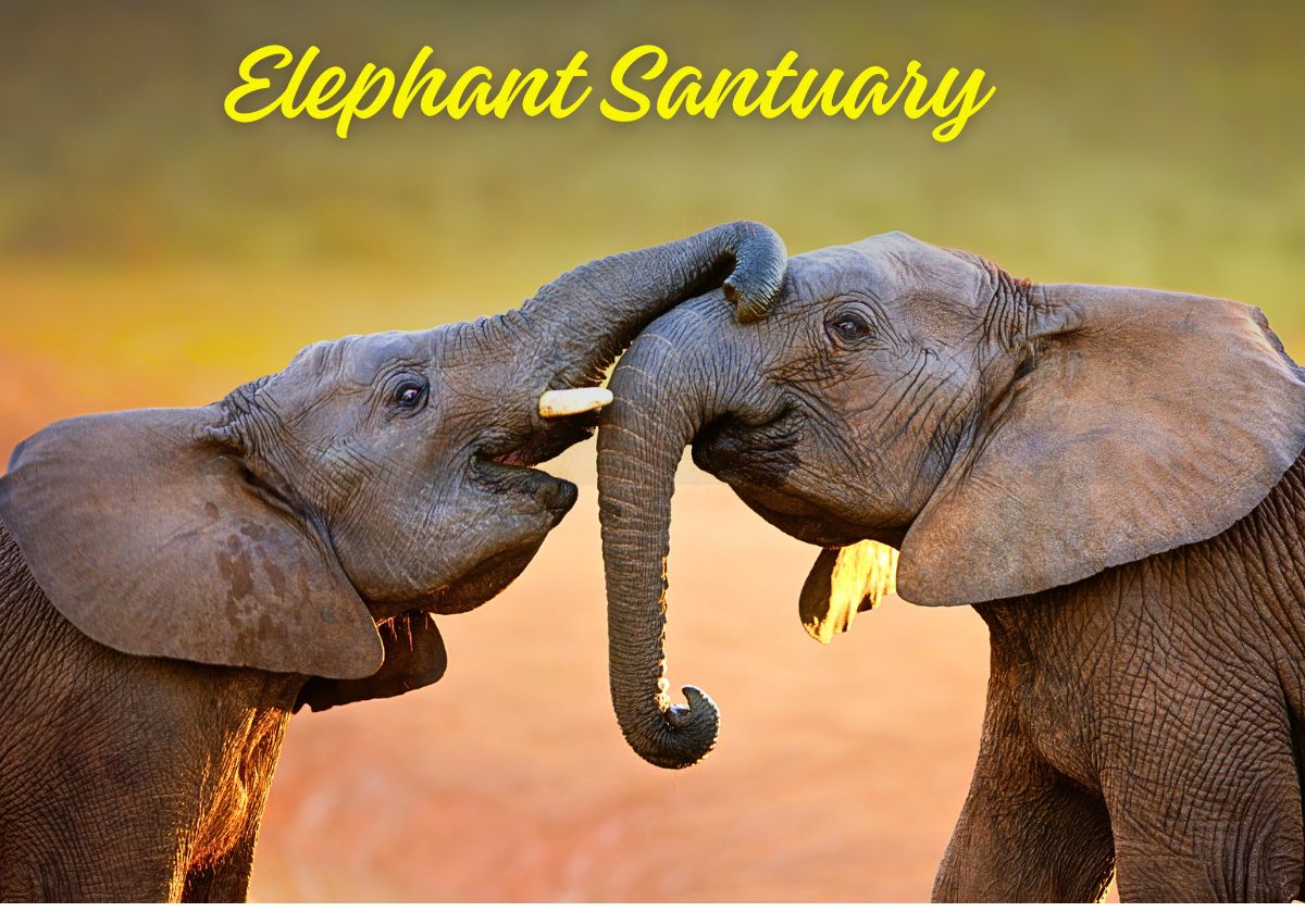 elephant santuary tour pattaya